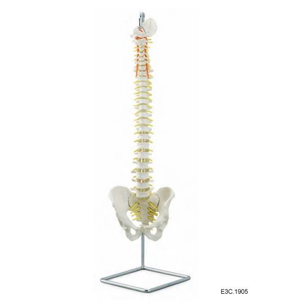 Flexible Spine Column With Sacrum Bone Open