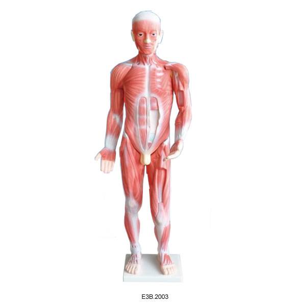 85cm tall Muscular Body Model
