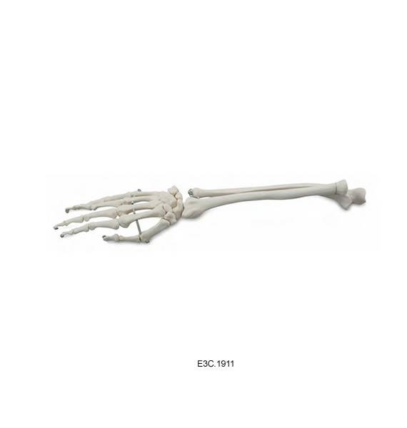 Foream with Hand Bone, Aticulated