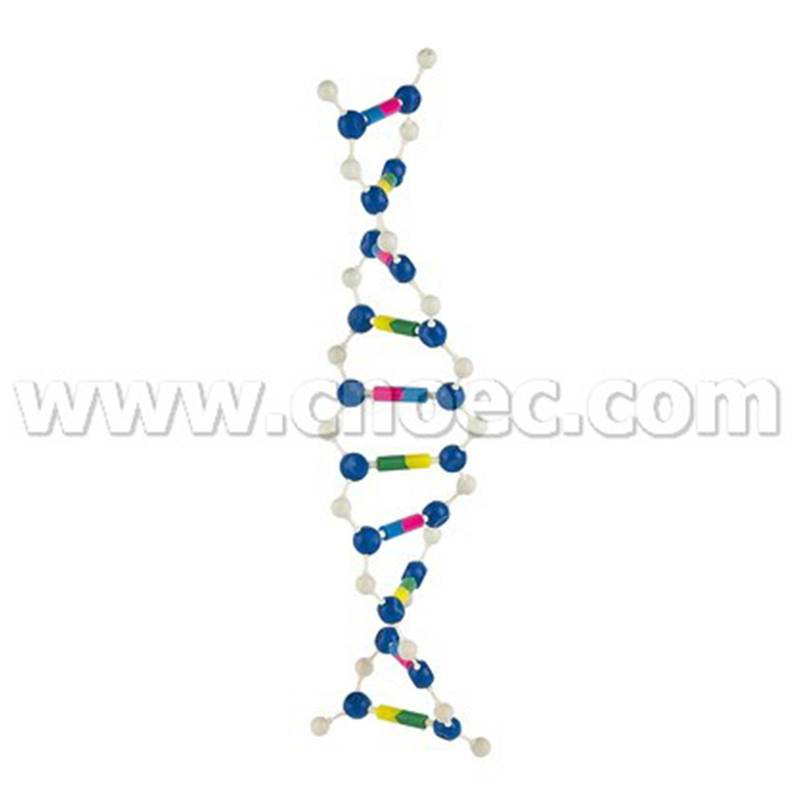 DNA Structure Model Set