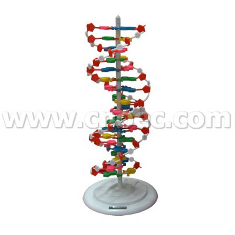 DNA Structure Demo.