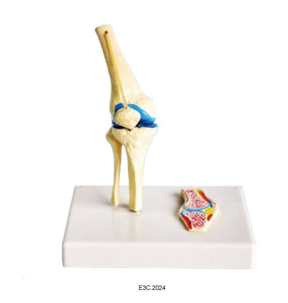 Human Knee Joint