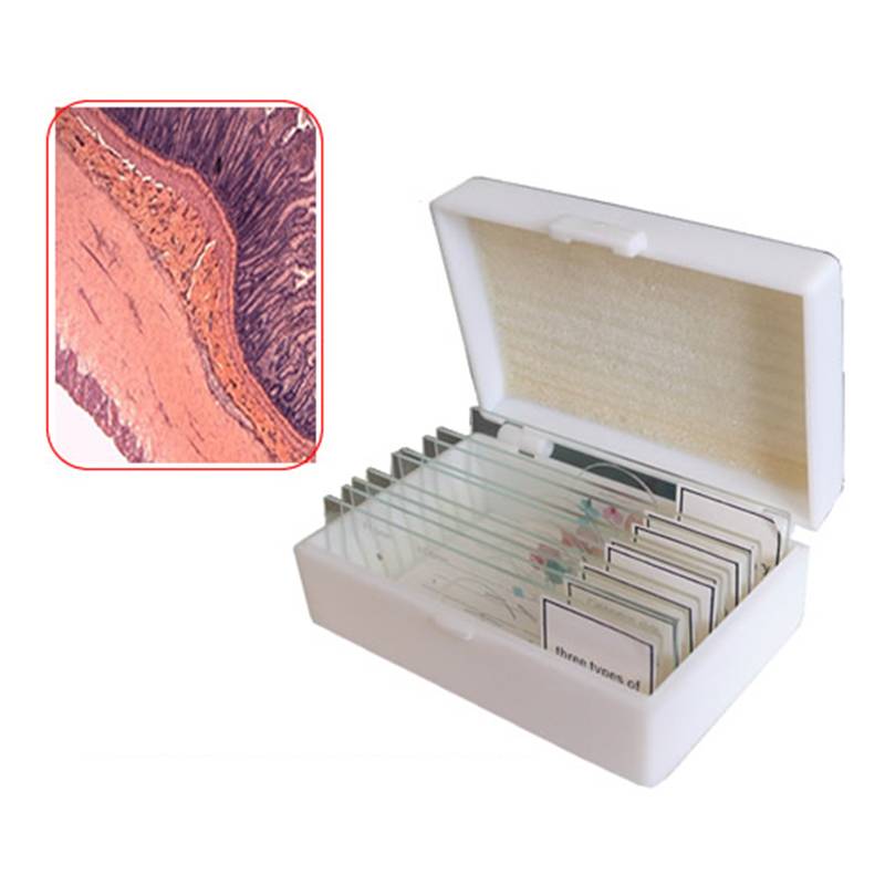 Histology, Human Tissue Slides, Set of 15