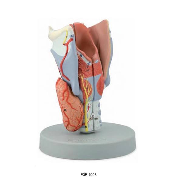 2 Times Enlarged Larynx, 5 parts
