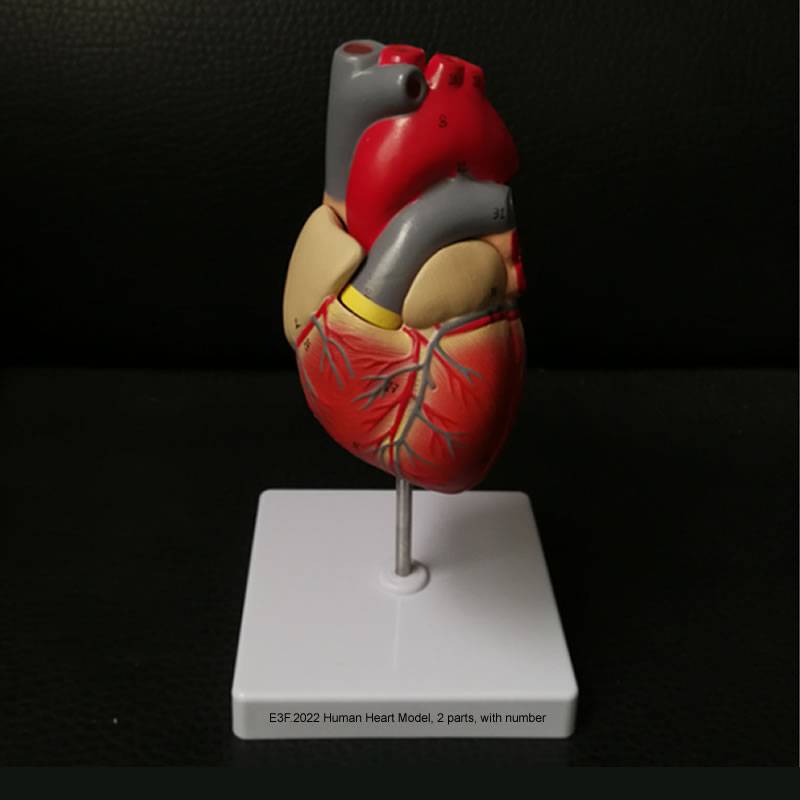 Human Heart Model, 2 parts, with number