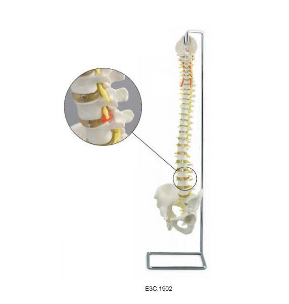 Flexible Spine With pelvis