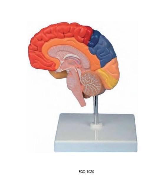 Right Brain with Different Function Area