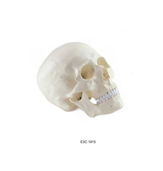 Human Skull Natural Size