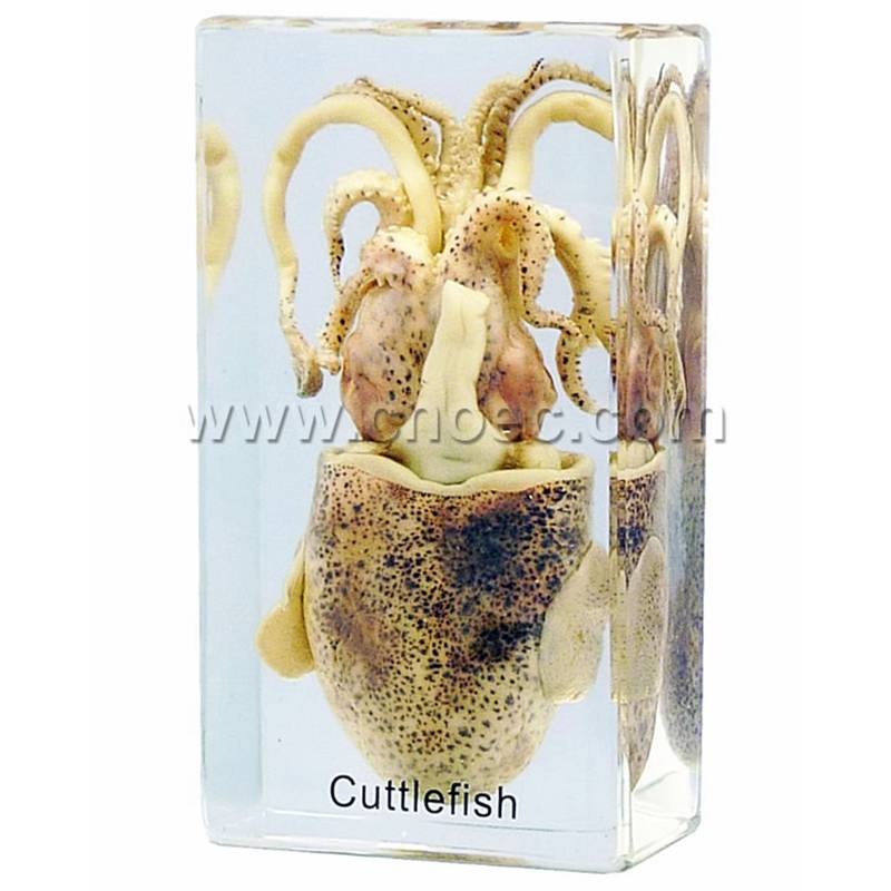 Crystal Specimen, Sepia (Cuttle fish)