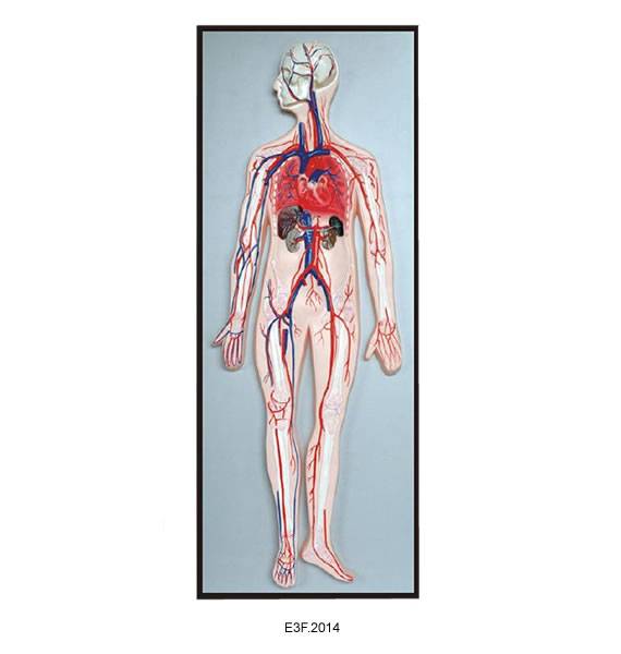 Blood Circulation System