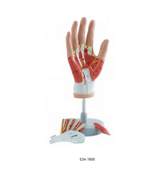 Reginoal Anatomy of Hand, 4parts