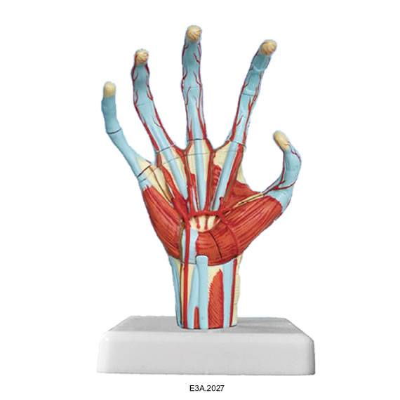 Model of human hand