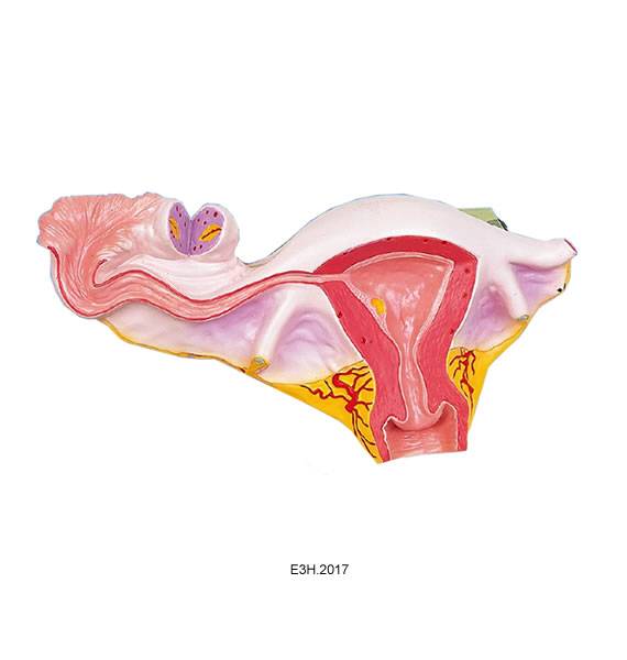 Natural Uterus