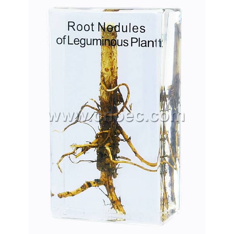 Crystal Specimen, Root nodules of leguminous plant