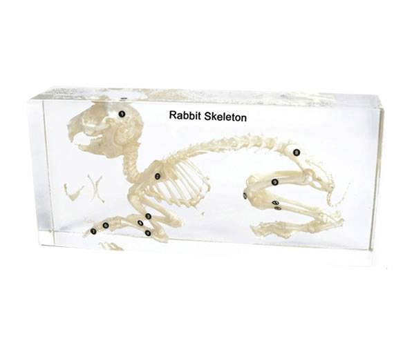 Rabbit Skeleton