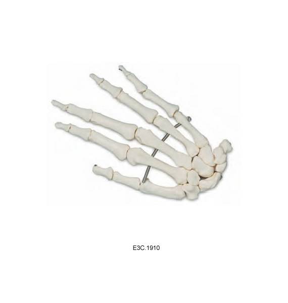 Hand Bone Natural Size