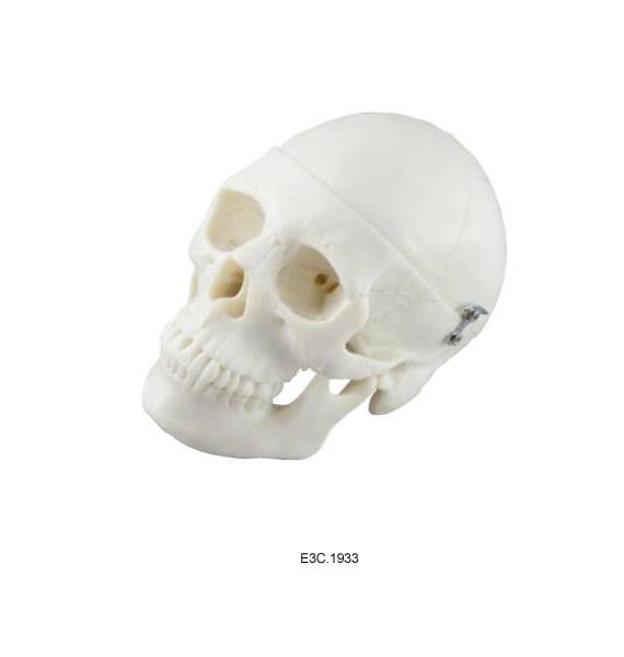 Human Skull 1/2Natural Size
