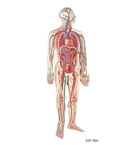 Circulatory System of Human