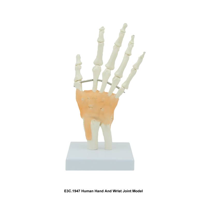 Human Hand And Wrist Joint Model