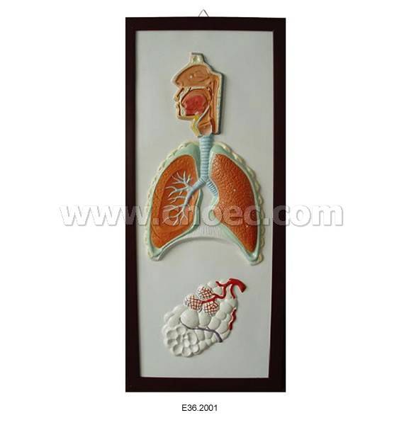 Relief Model of Respiratory System