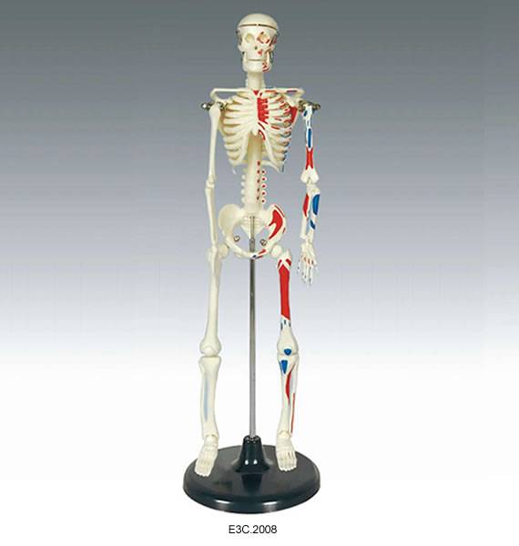 Mini -Skeleton 42cm