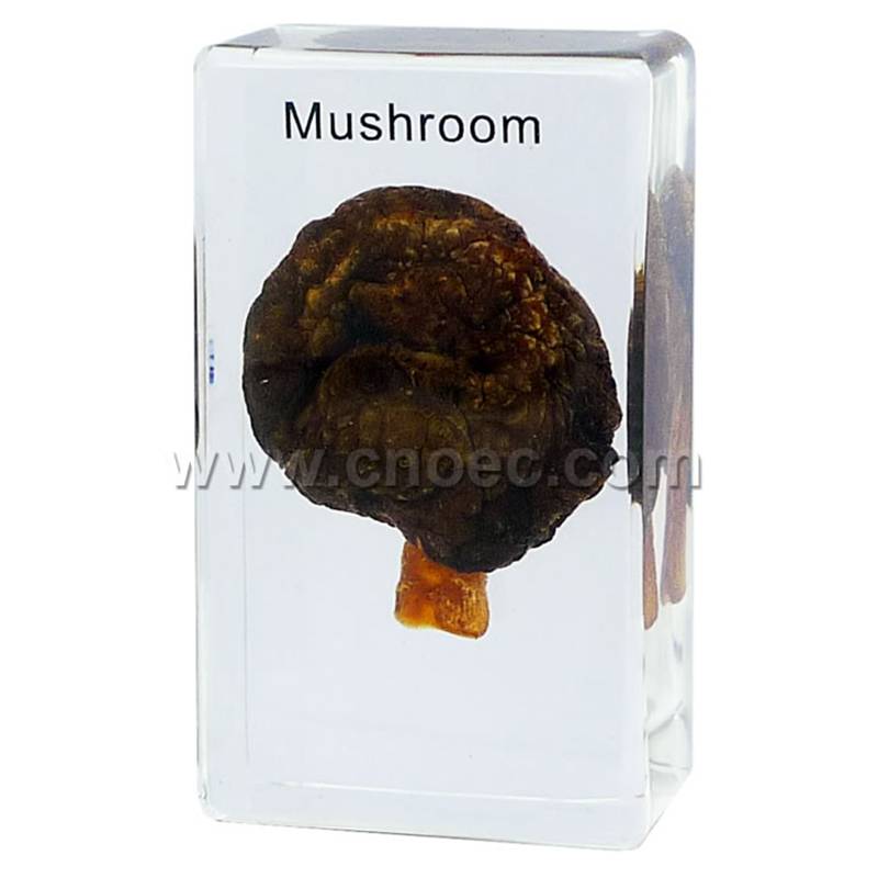 Crystal Specimen, Agaricus – Mushroom