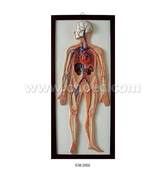 Relief Model of Blood Circulation