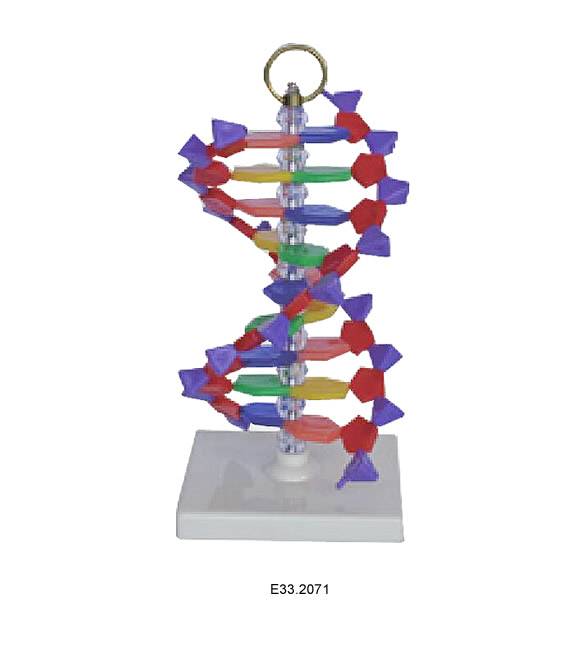 DNA Structure Simulation Kit