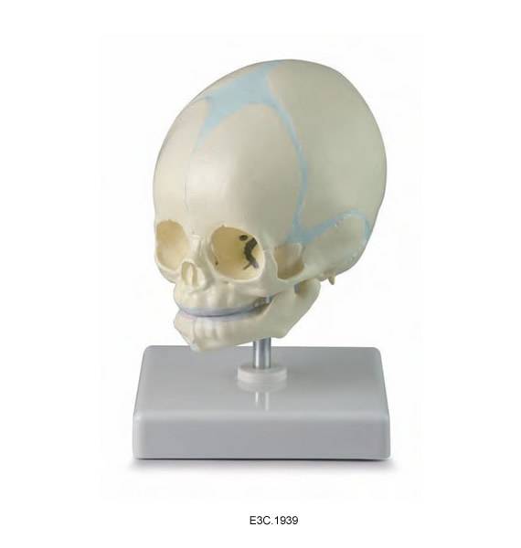 Child’s Skull Model