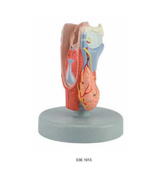 Human Larynx Model,2 parts