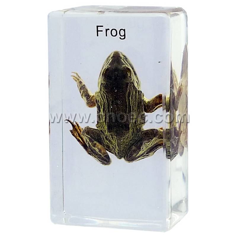 Crystal Specimen, Common frog (Rana)