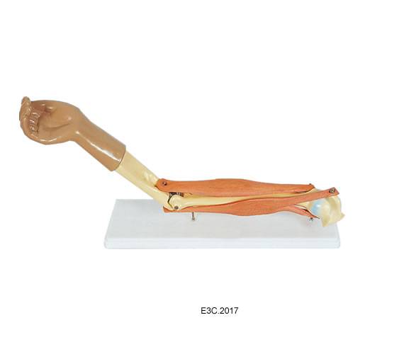 Human Functional Elbow Joint