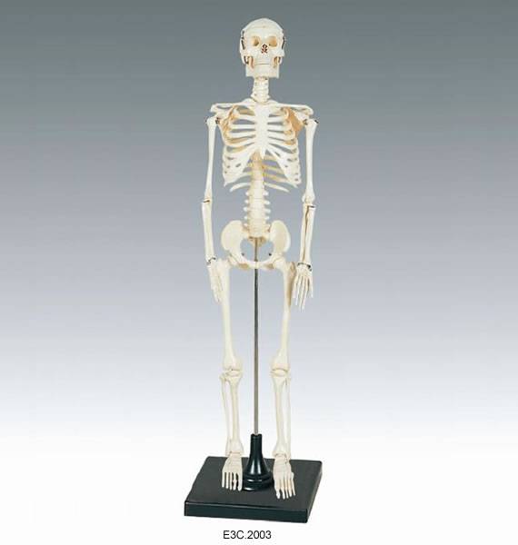 Human Skeleton 85cm