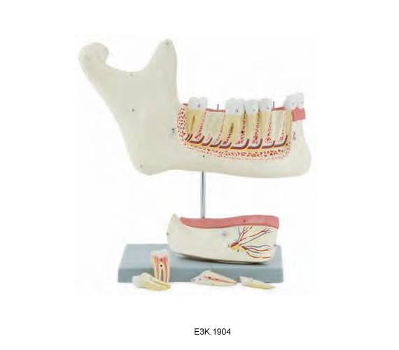3 Times Enlarged Lower Jaw Model