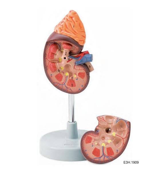 1.5 Times enlarged Kidney Model,2 parts