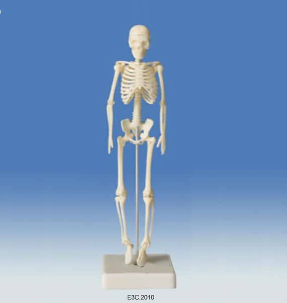 Mini -Skeleton 18cm