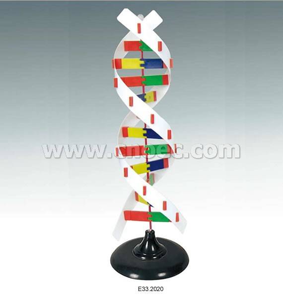DNA Activity Model