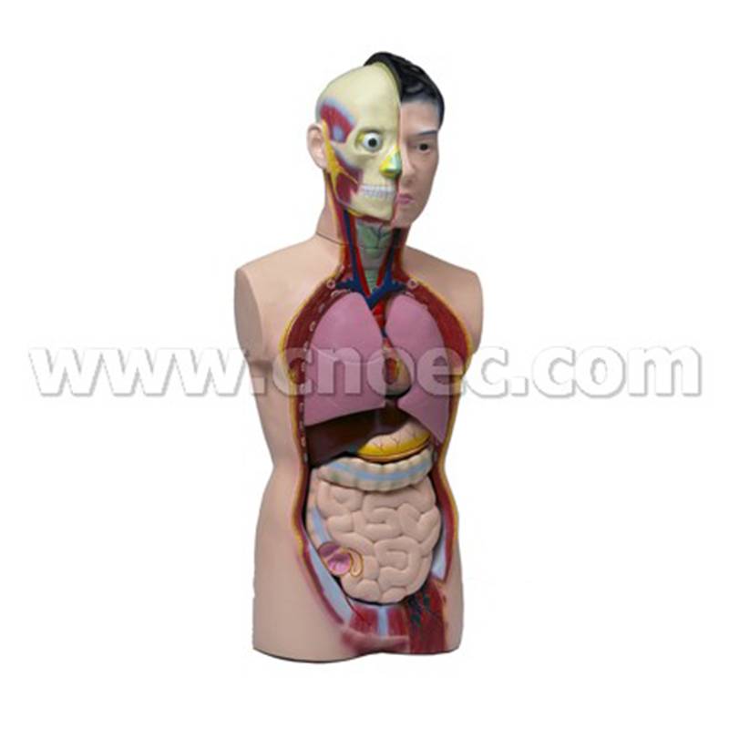 Human Body  Model