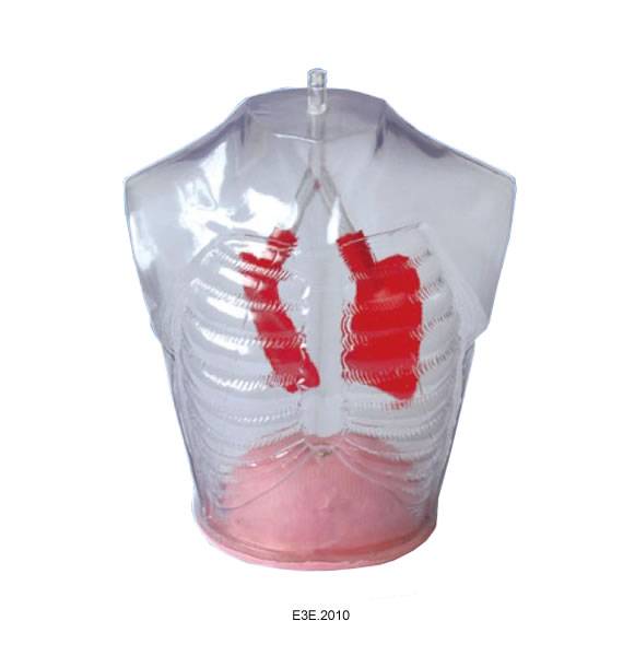 Lung Demonstration Model