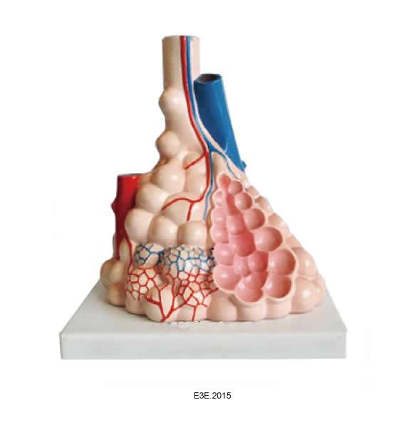 Human Pulmonary Alveoli