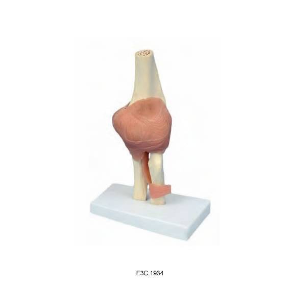 Elbow Joint(Small Size)