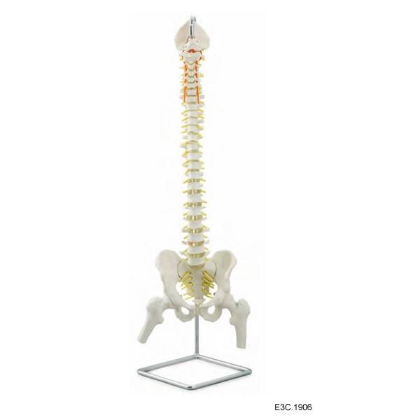 Flexible Spine Column