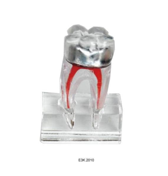 3D Human Tooth Model