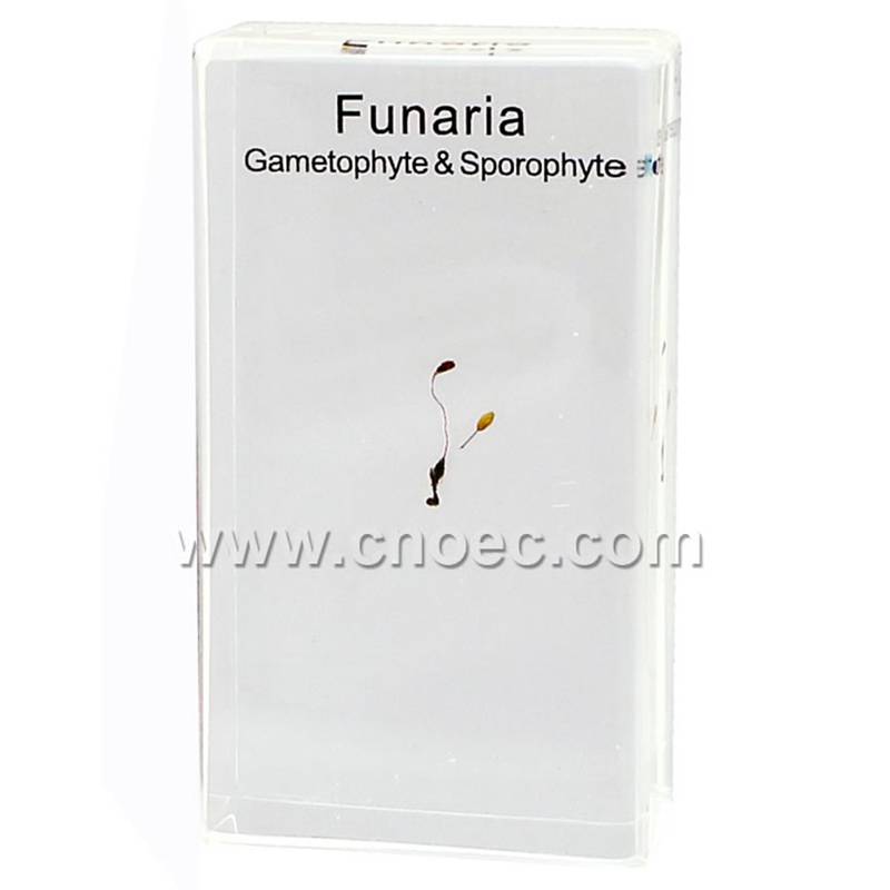 Crystal Specimen, Funaria