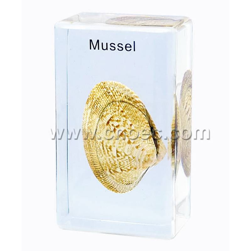 Crystal Specimen, Mussel