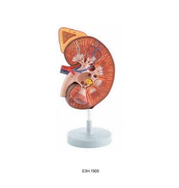 Deluxe Model of Kidney With Adrenal,1part