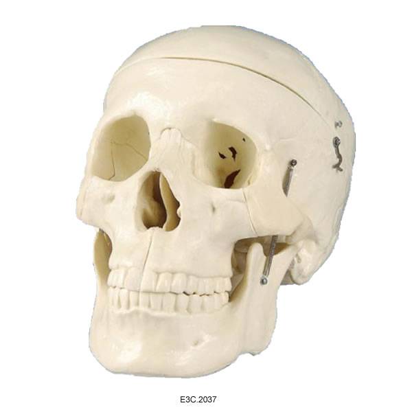 Model of adult skull