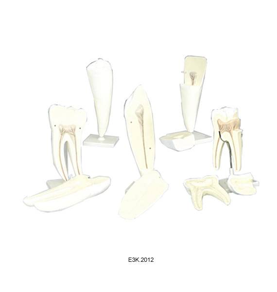 Human Tooth Set