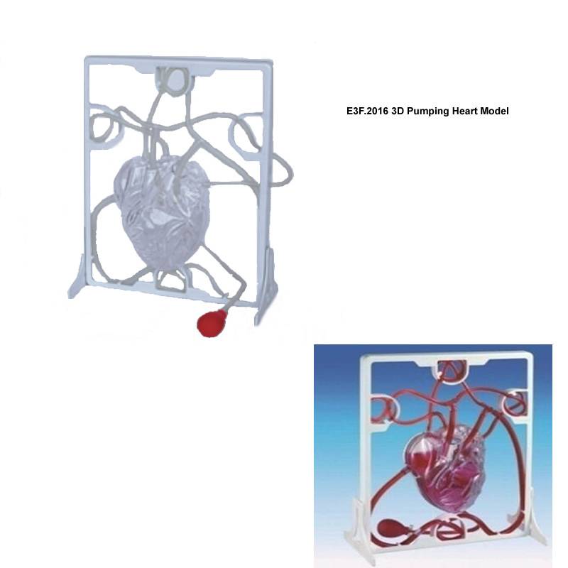 3D Pumping Heart Model