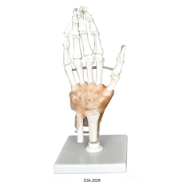 Skeletion Model of Human Hand